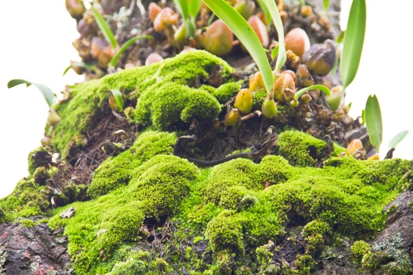 Mousse et orchidée dans la forêt tropicale humide, Thaïlande — Photo