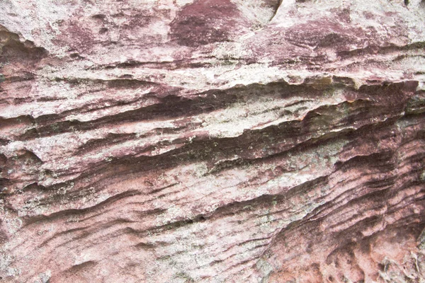Texture écorce d'arbre de yang — Photo