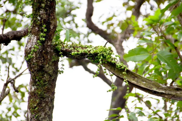 Moos und Orchideen im tropischen Regenwald — Stockfoto