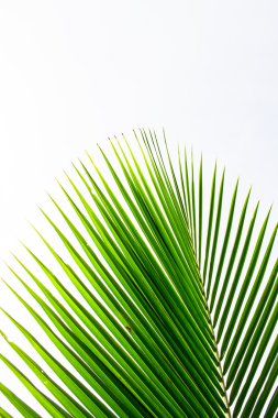 Palm bırakın yeşil hat