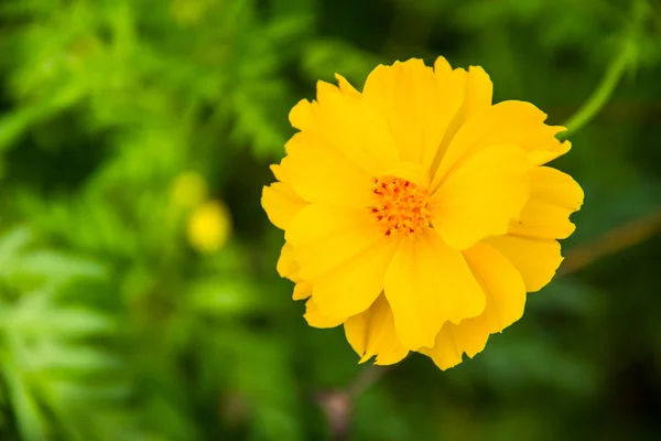 Yellow Flower, Marigold — Stock Photo, Image