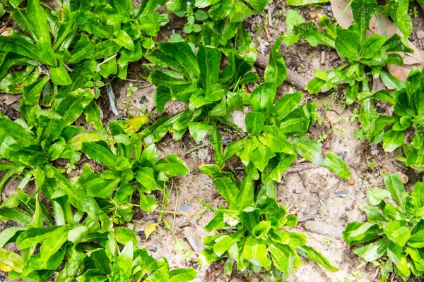 Coriandro-de-dente-de-serra - Eryngium foetidum — Fotografia de Stock