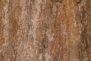 irvingia malayana ağacı, tropik ağaç kabuğu