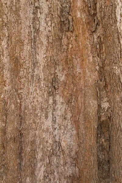 Rinde des irvingia malayana tree, tropischer Baum — Stockfoto