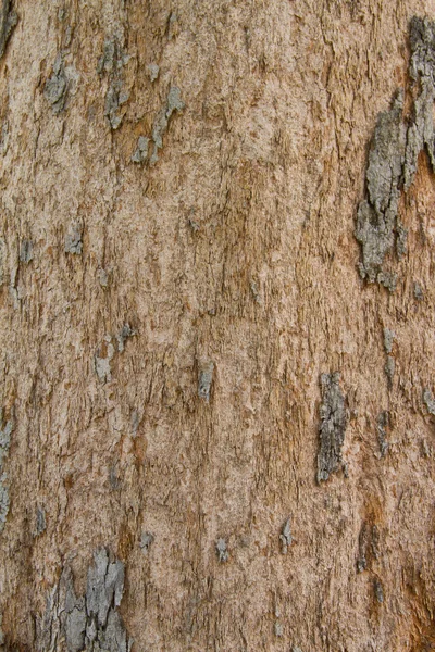 Corteza de árbol de Irvingia malayana, árbol tropical — Foto de Stock