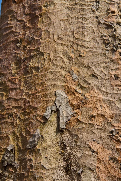 Träd bark bakgrund — Stockfoto