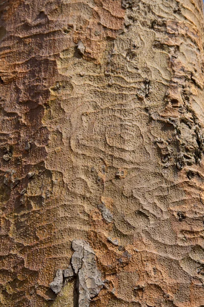 Träd bark bakgrund — Stockfoto