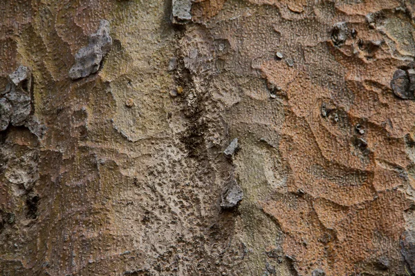 Träd bark bakgrund — Stockfoto