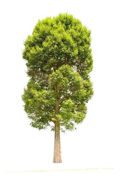 태국 북동부 열 대 나무 흰색 배경에 고립 irvingia malayana 나무, 배롱나무 흙 벽 이나 우드 라고도 야생 아몬드, — 스톡 사진
