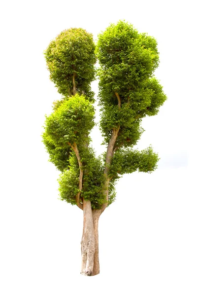 Irvingia malayana strom, lagerstroemia macrocarpa zdi nebo kayu také známý jako divoký mandle, tropický strom v severovýchodní Thajsko izolovaných na bílém pozadí — Stock fotografie
