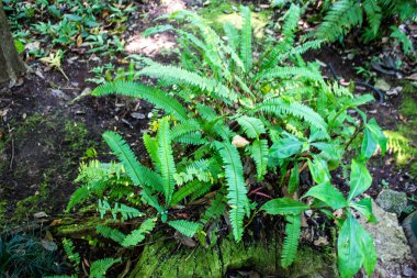 Yeşil eğrelti otu yaprakları.