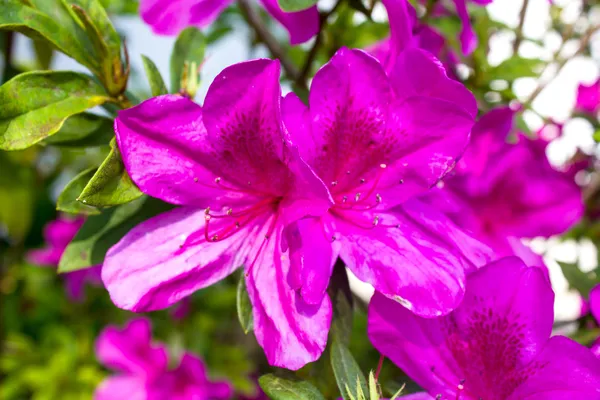Tibouchina flor de cerca — Foto de Stock