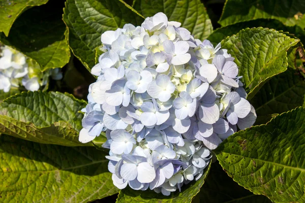 Hortensia —  Fotos de Stock