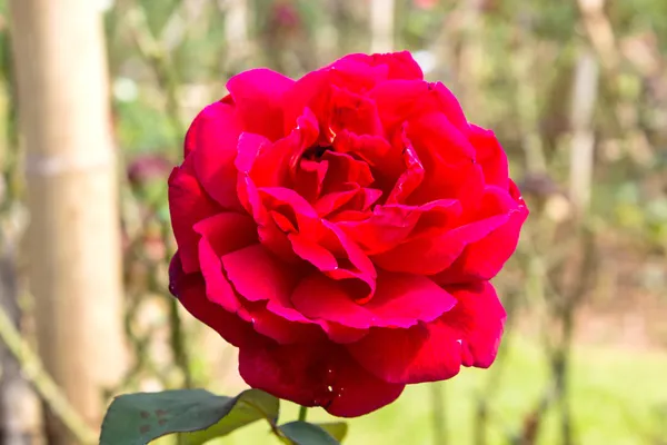 Rosa rossa — Foto Stock