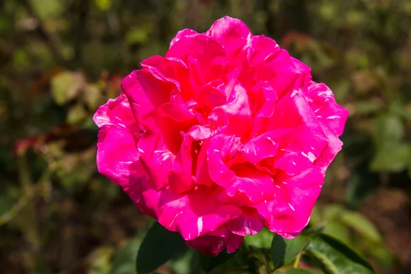 Rosa roja — Foto de Stock