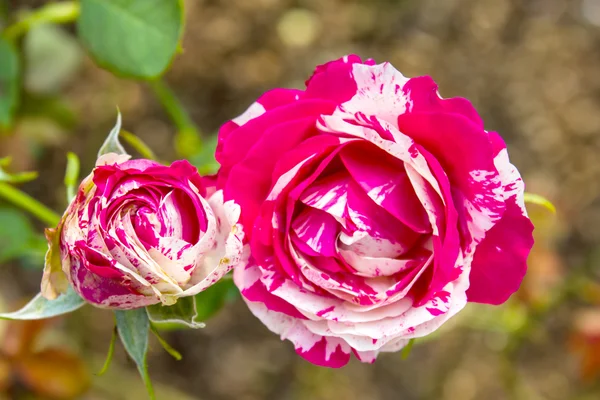 Rote Rose — Stockfoto