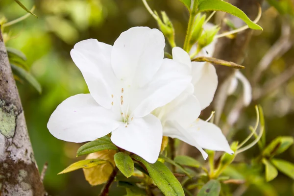 Tibouchina flower — Stock Photo, Image