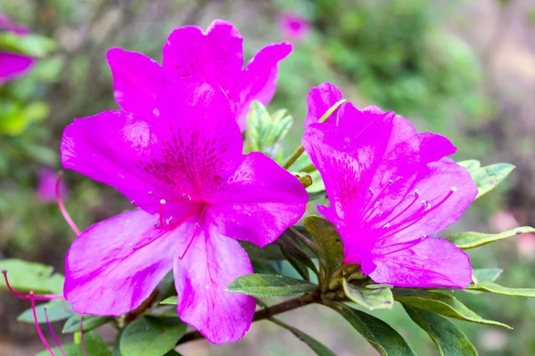 Tibouchina flower — Stock Photo, Image