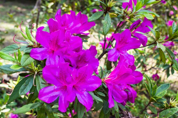 Flor de Tibouchina — Foto de Stock