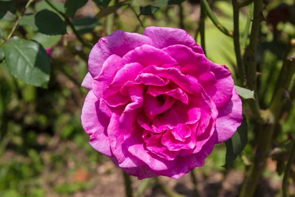 Розовая роза крупным планом — стоковое фото