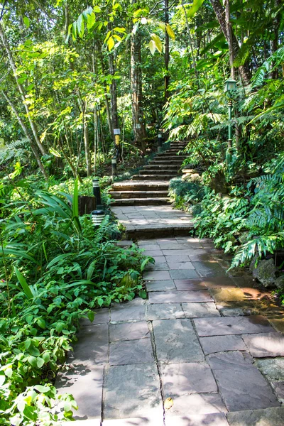 Wandelpad in tropisch regenwoud, thailand — Stockfoto
