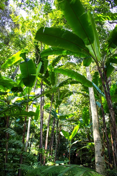 Paisaje de la selva tropical, Tailandia —  Fotos de Stock