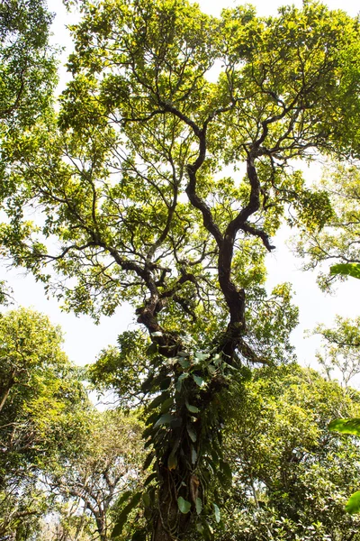 Det tropiske regnskoglandskapet i Thailand – stockfoto