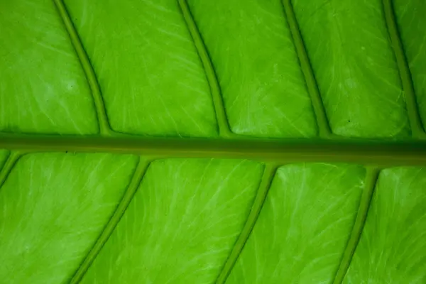 サトイモの葉、抽象的な背景が cloesup の静脈 — ストック写真