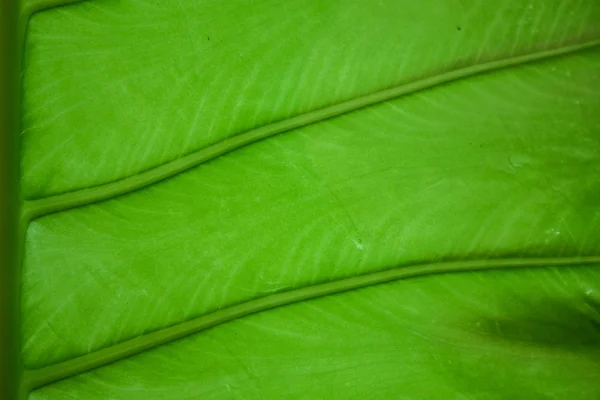 サトイモの葉、抽象的な背景が cloesup の静脈 — ストック写真