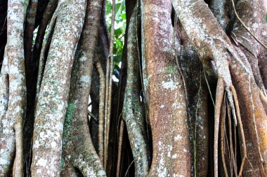 Banyan ağacı kök