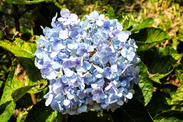 Hydrangea in full bloom — Stock Photo, Image