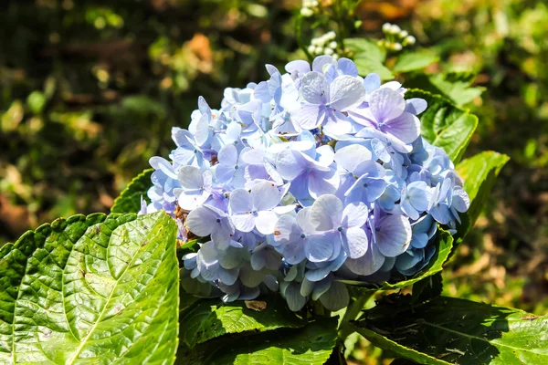 Hortensia en pleine floraison — Photo