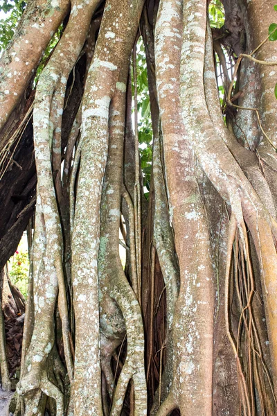 Banyan-Wurzelbaum — Stockfoto