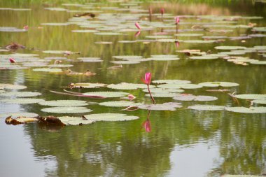 Lotus ve lotus gölet.