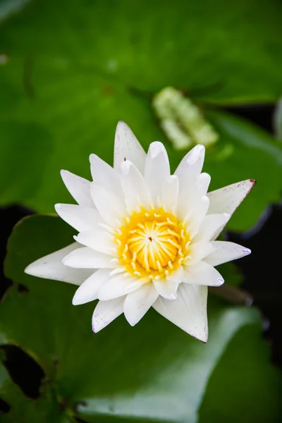 White lotus in the pond — Stock Photo, Image