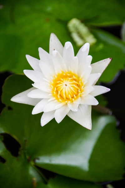 Flor de lótus branco florescendo — Fotografia de Stock