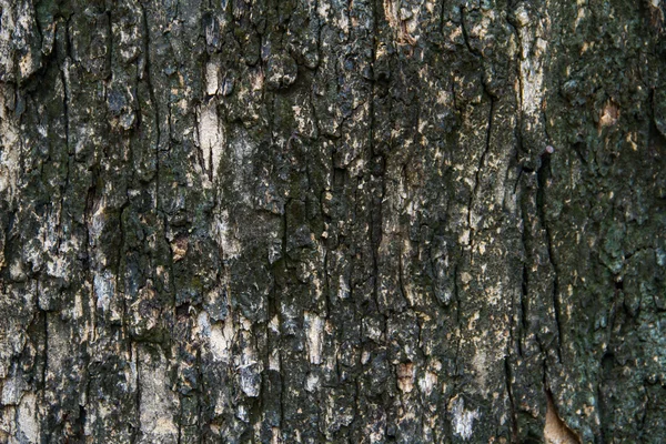 樹皮のテクスチャー、タイの北東部の熱帯の木 — ストック写真