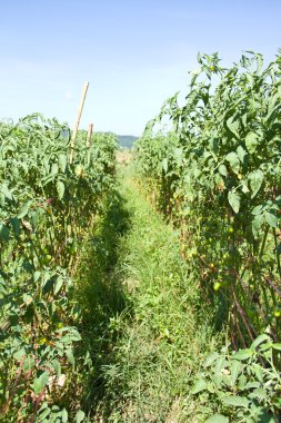 Domates bitkiler satırları