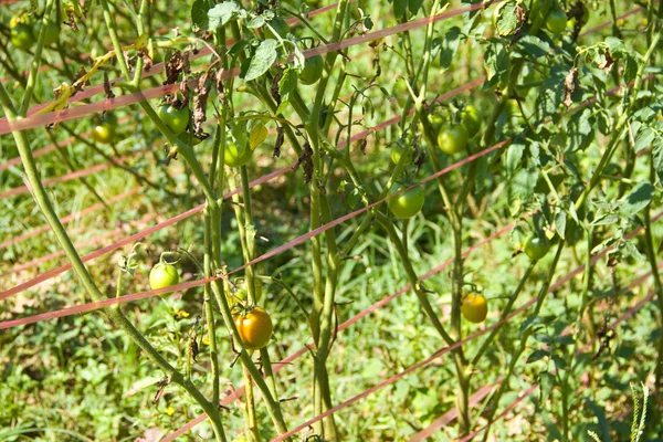 Rows of tomato plants growing — Stock Photo, Image