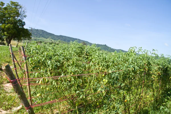 Rader av tomatplantor växer — Stockfoto