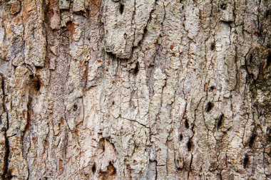Ağaç kabuğu dokusu