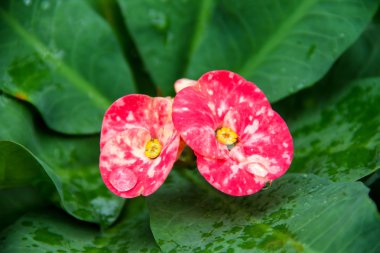 Euphorbia milii çiçek.