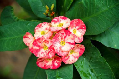 Euphorbia milii çiçek.