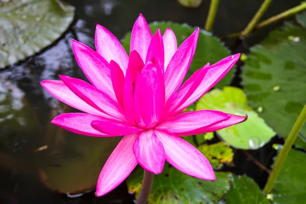 Pink waterlily or lotus flower. — Stock Photo, Image