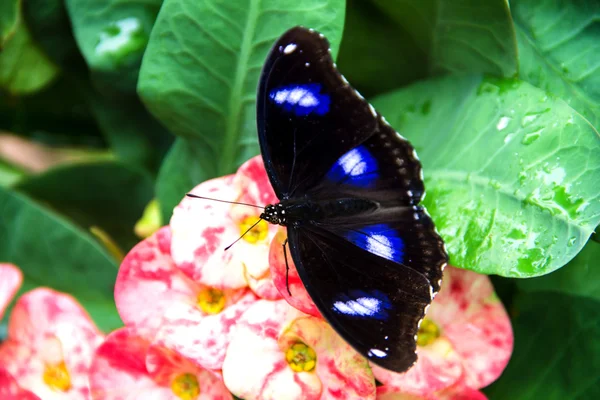 Fiori di Euforbia milii . — Foto Stock