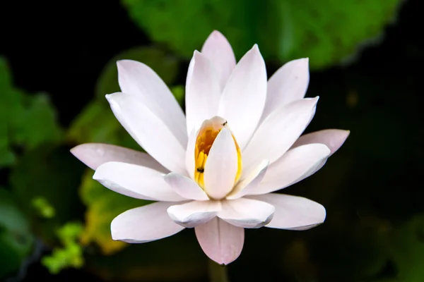 Lotusblume, schöner Lotus. — Stockfoto