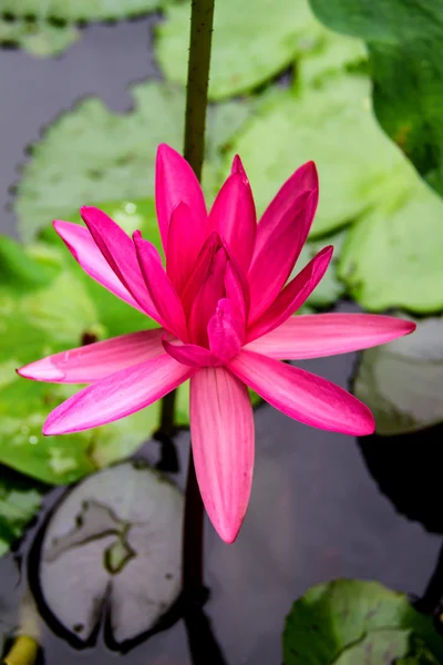 Pink waterlily or lotus flower. — Stock Photo, Image