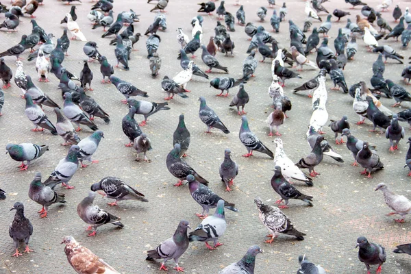 Pigeon des rochers - Columba livia . — Photo