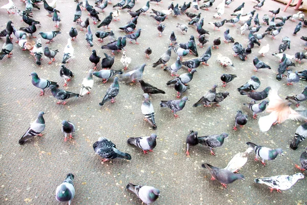 Pigeon des rochers - Columba livia . — Photo