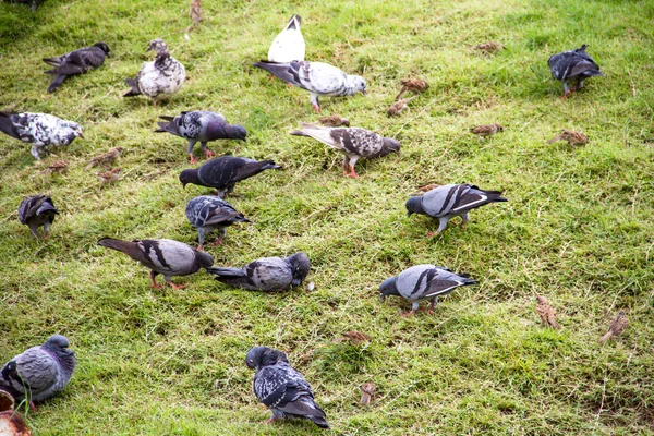 Pigeon Rock - columba livia. — Zdjęcie stockowe